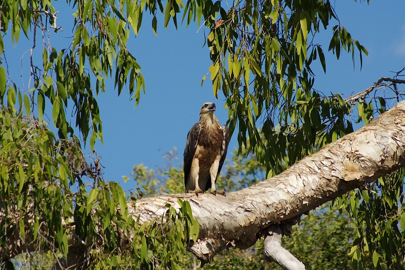 2009-11-06 22-01-08_3.jpg - ein Adler,